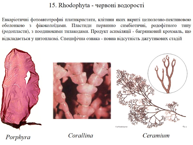 15. Rhodophyta - червоні водорості  Евкаріотичні фотоавтотрофні платикристати, клітини яких вкриті целюлозно-пектиновою оболонкою